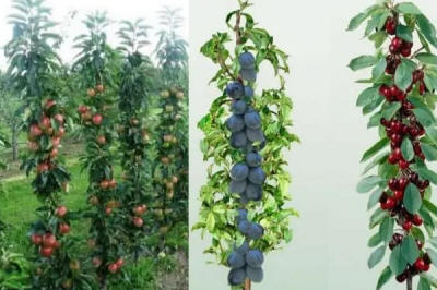 Säulenförmige Obstbäume duo-V mini Obstbüsche Polen