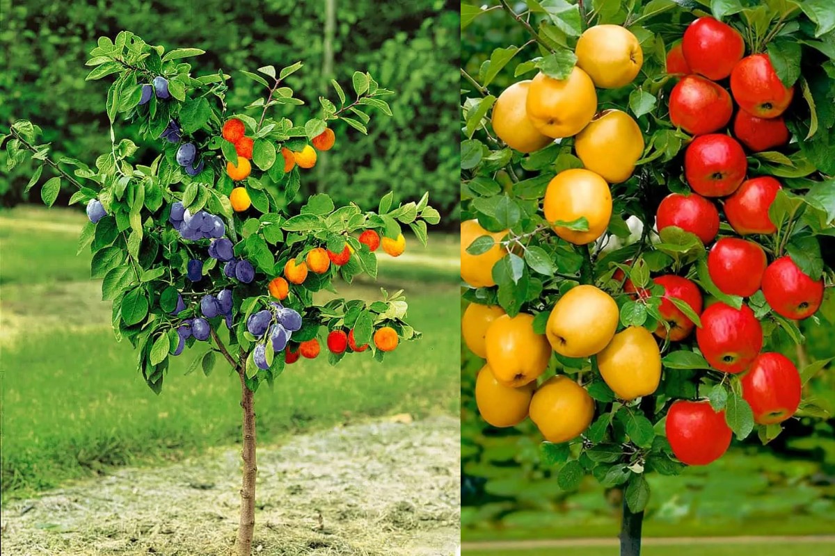 Säulenförmige Obstbäume duo-V mini Obstbüsche Polen