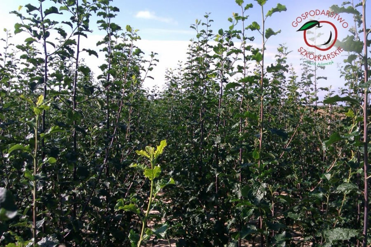 Säulenförmige Obstbäume duo-V mini Obstbüsche Polen