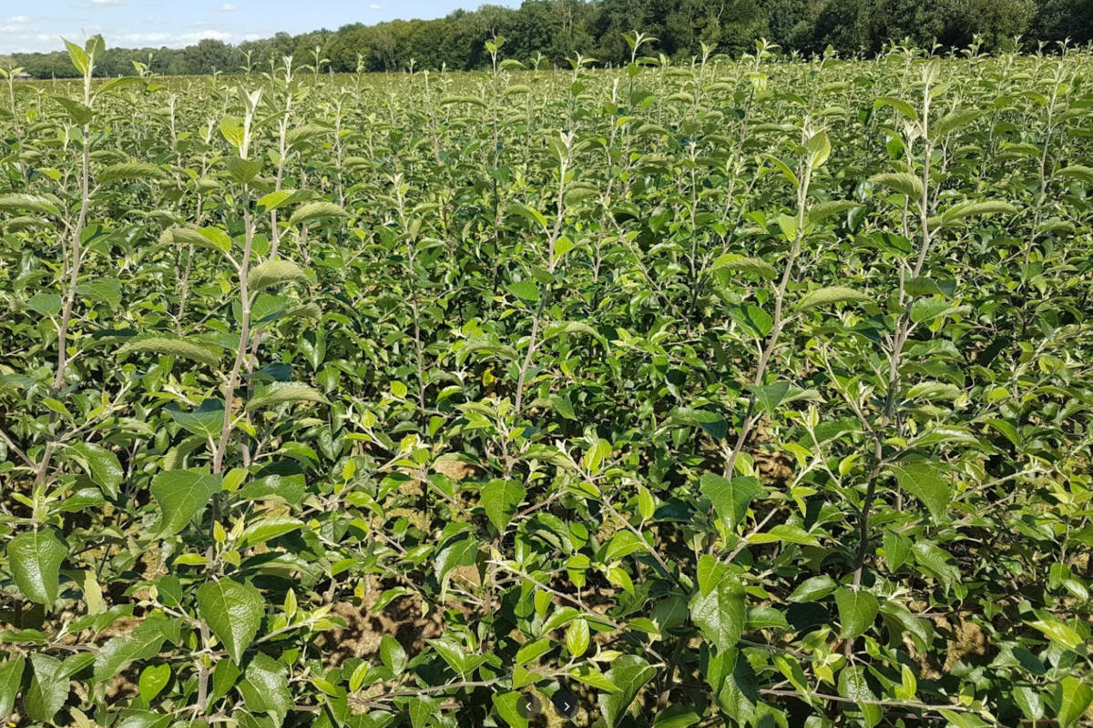 Säulenförmige Obstbäume duo-V mini Obstbüsche Polen