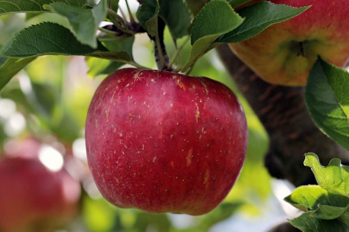Säulenförmige Obstbäume duo-V mini Obstbüsche Polen