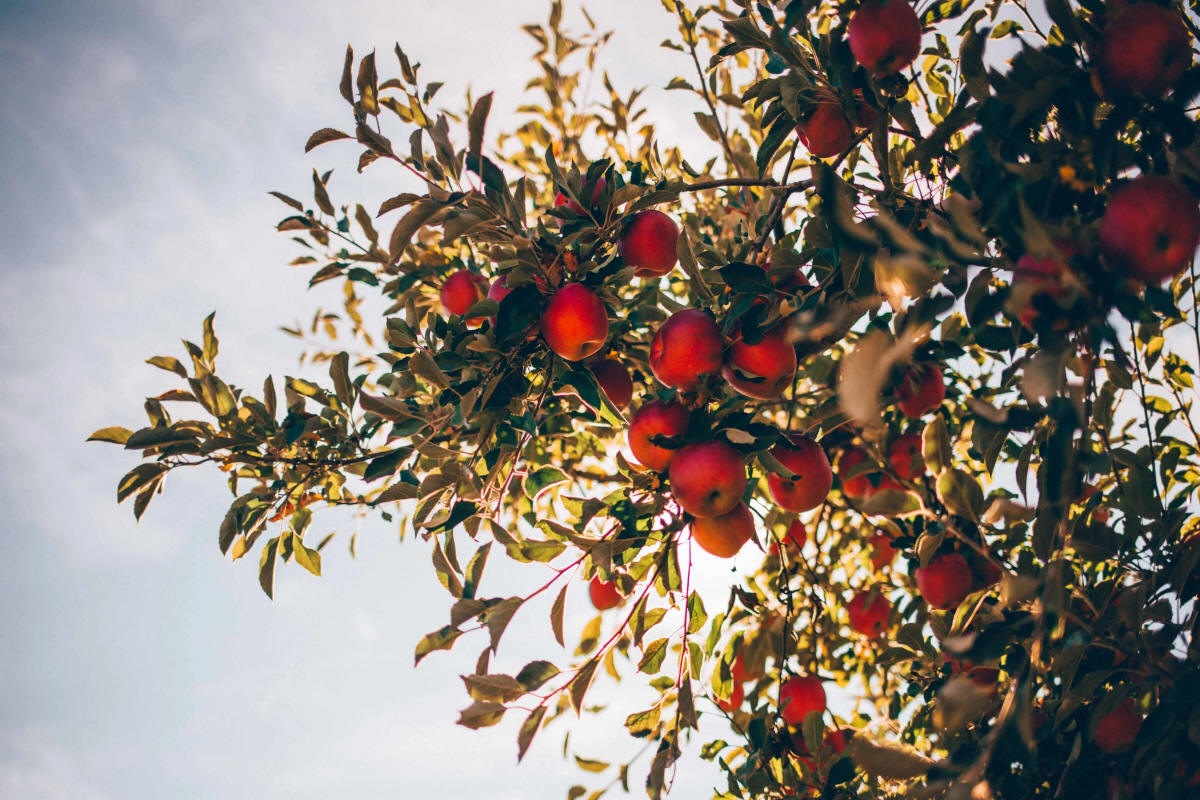 Säulenförmige Obstbäume duo-V mini Obstbüsche Polen
